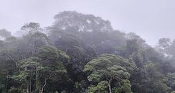 EU einigt sich auf Abschwächung von Entwaldungsrichtlinie