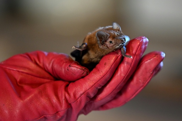 Bild vergrößern: Fledermaus an Düsseldorfer Flughafen notgelandet - Zoll rettet geschütztes Tier