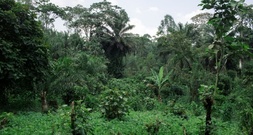 EU einigt sich auf Aufschub von Gesetz gegen Abholzung