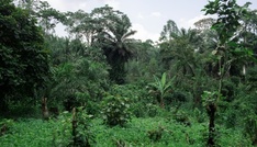 EU einigt sich auf Aufschub von Gesetz gegen Abholzung