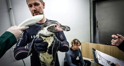 Schlangestehen beim Tierarzt: Pinguine im Pariser Zoo gegen Vogelgrippe geimpft