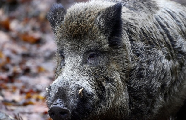 Bild vergrößern: Verletztes Wildschwein attackiert Anwohner in rheinland-pfälzischem Unkel
