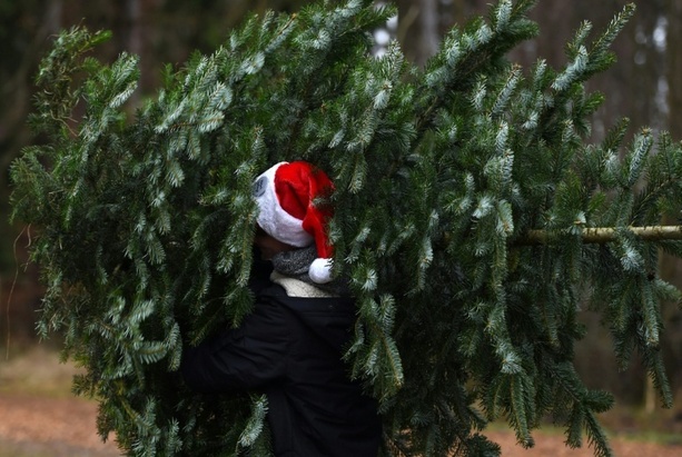 Bild vergrößern: Unbekannte stehlen rund 130 Weihnachtsbäume in brandenburgischem Cottbus