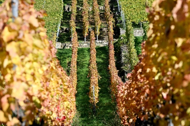 Bild vergrößern: Gericht: Weiter keine Touren mit E-Scootern durch Weinberge von Bad Dürkheim