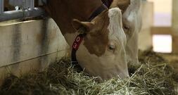 Erzeugerpreise landwirtschaftlicher Produkte gesunken