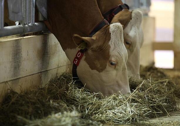 Bild vergrößern: Erzeugerpreise landwirtschaftlicher Produkte gesunken