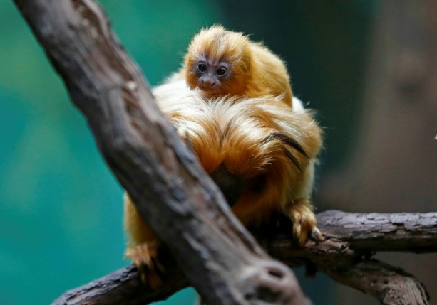 Bild vergrößern: Interpol: Illegaler Handel mit lebenden Tieren auf Rekordniveau