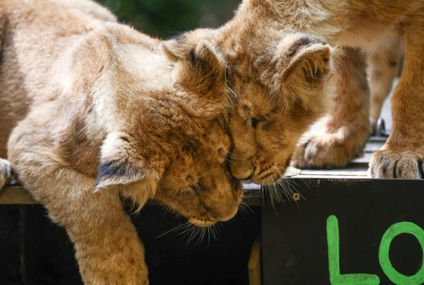 Bild vergrößern: Löwenbabys im Kölner Zoo geboren