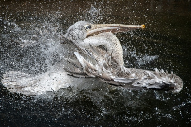 Bild vergr&ouml;&szlig;ern: Ausbruch von Vogelgrippe in Leipziger Zoo: Alle Pelikane getötet