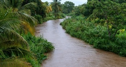 Mehr als 100 neue Arten auf französischen Antillen entdeckt