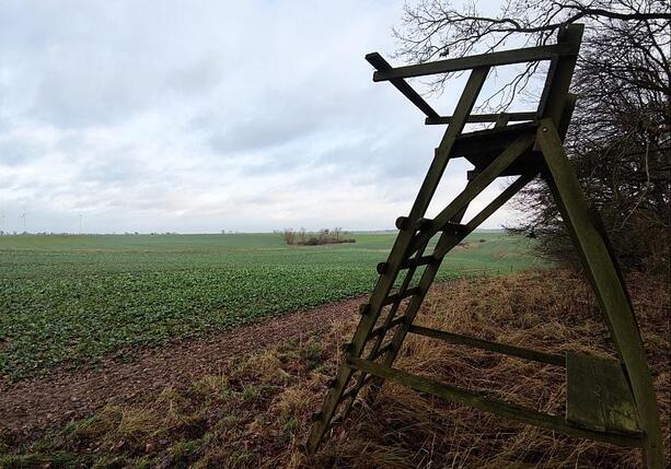 Bild vergr&ouml;&szlig;ern: Wolf soll ins Bundesjagdgesetz aufgenommen werden