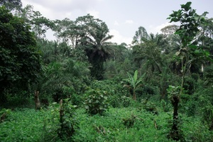 Gesetz gegen Abholzung: EU-Parlament beschließt Aufschub