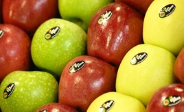 Sehr gute Apfel- und Pflaumenernte: Menge deutlich über dem Durchschnitt