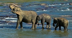 Sieben Elefanten bei Zusammenstoß mit Zug in Indien getötet