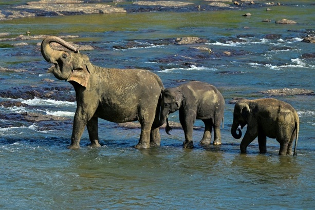 Bild vergr&ouml;&szlig;ern: Sieben Elefanten bei Zusammenstoß mit Zug in Indien getötet