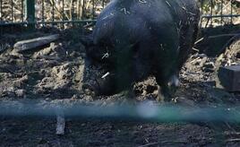 Schweinebestand leicht gewachsen - erneut weniger Betriebe