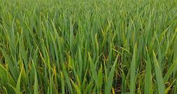 Anbau von Wintergetreide stagniert