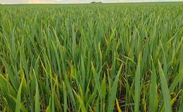 Anbau von Wintergetreide stagniert