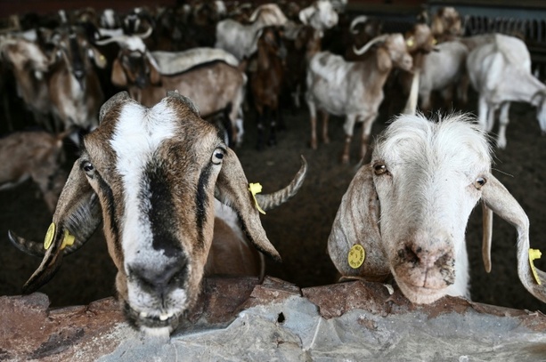 Bild vergr&ouml;&szlig;ern: Attacke im Streichelgehege: Tierpark haftet nicht für Ziege
