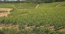 Bauernpräsident Rukwied: 