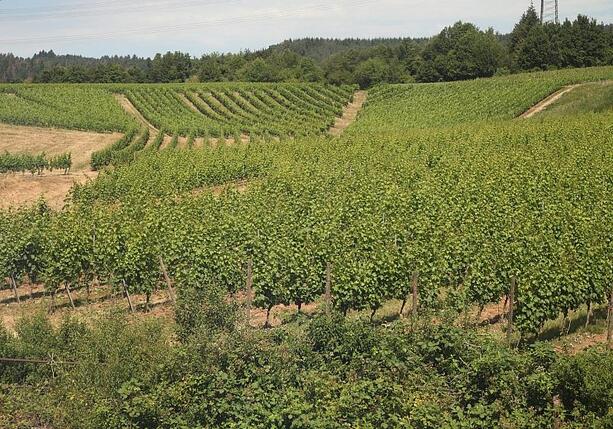 Bild vergr&ouml;&szlig;ern: Bauernpräsident Rukwied: Weinbau ist in der größten Krise