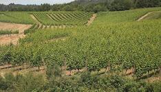 Bauernpräsident Rukwied: 