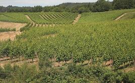 Bauernpräsident Rukwied: 