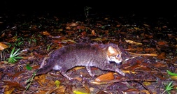 Forscher entdecken in Thailand ausgestorben geglaubte Wildkatze wieder