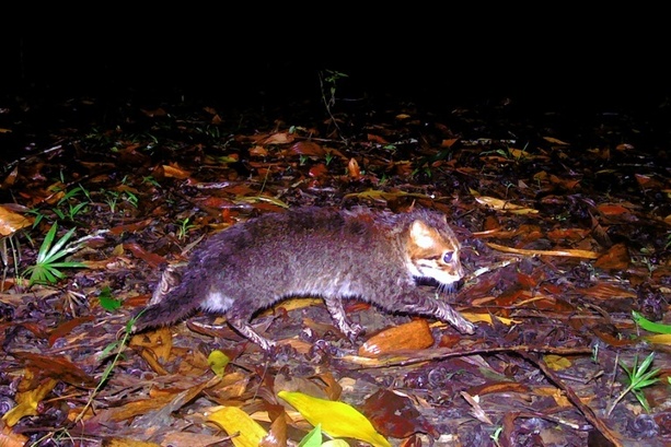 Bild vergr&ouml;&szlig;ern: Forscher entdecken in Thailand ausgestorben geglaubte Wildkatze wieder