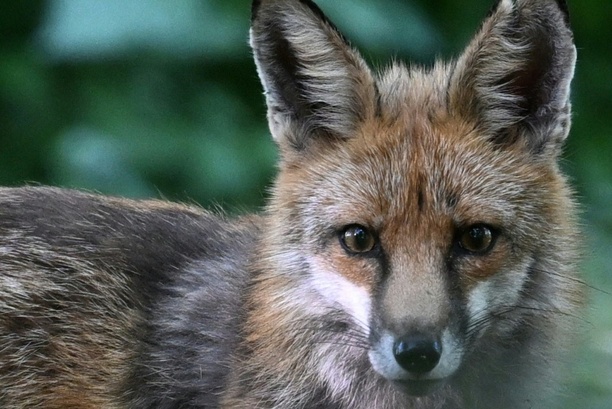 Bild vergr&ouml;&szlig;ern: Niedersachsen: Fuchs beißt Fünfjährige ins Bein - Tier eingefangen und getötet