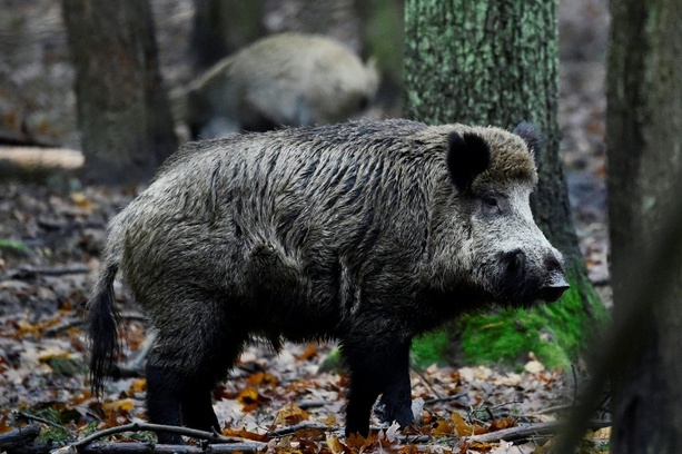 Bild vergr&ouml;&szlig;ern: Wildschwein in Swimmingpool von Familie ruft Behörden in Brandenburg auf Plan