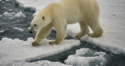 Drei Verletzte bei Eisbären-Angriff in Sibirien