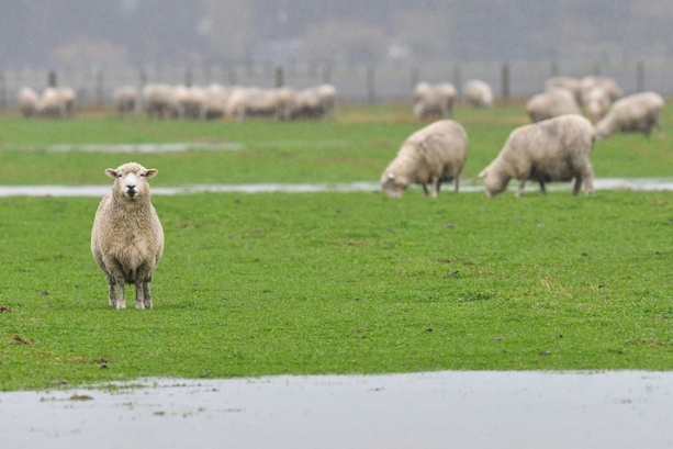 Bild vergr&ouml;&szlig;ern: 50 Schafe laufen in Supermarkt in Bayern - Penny will Patenschaft übernehmen