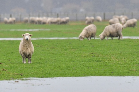 50 Schafe laufen in Supermarkt in Bayern - Penny will Patenschaft übernehmen