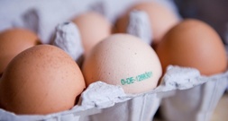 Durch Lebensmittel ausgelöste Erkrankungen: Zahl der Ausbrüche deutlich gestiegen