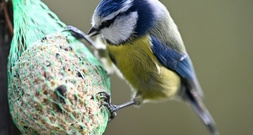 Naturschützer rufen zur Zählung der Wintervögel auf