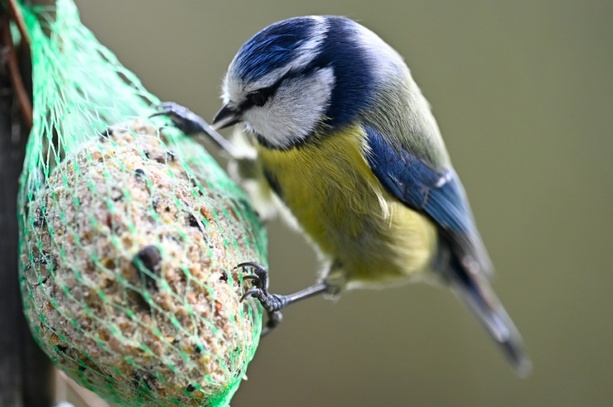 Bild vergr&ouml;&szlig;ern: Naturschützer rufen zur Zählung der Wintervögel auf