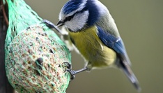 Naturschützer rufen zur Zählung der Wintervögel auf