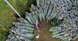 Frau wirft Weihnachtsbaum aus dem sechsten Stock: 88-Jährige in Bayern verletzt