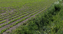 Gute Zuckerrübenernte: Fast zehn Prozent mehr Zucker in Deutschland produziert