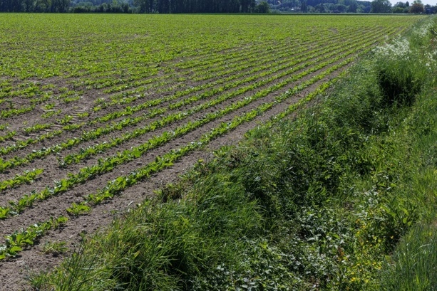 Bild vergr&ouml;&szlig;ern: Gute Zuckerrübenernte: Fast zehn Prozent mehr Zucker in Deutschland produziert
