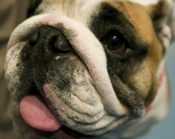 Bild vergr&ouml;&szlig;ern: Mann in Niedersachsen von eigener Bulldogge getötet