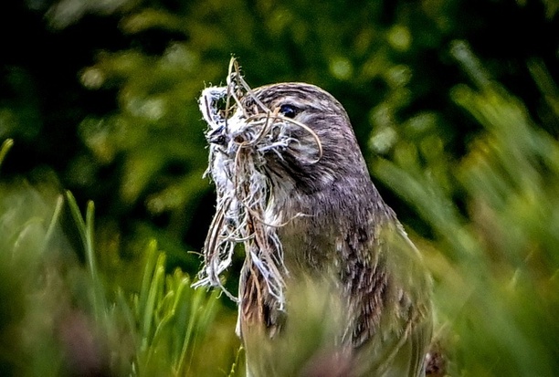 Bild vergr&ouml;&szlig;ern: Ähnlich wie Menschen und Delfine: Nachtigallen passen Laute spontan an Artgenossen an