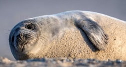 Unfall in niedersächsischem Binnenland: Robbe von Auto überfahren und getötet