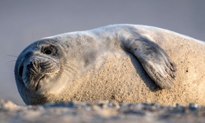 Unfall in niedersächsischem Binnenland: Robbe von Auto überfahren und getötet
