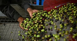EU-Prüfer kritisieren Lücken bei der Qualitätskontrolle von Olivenöl