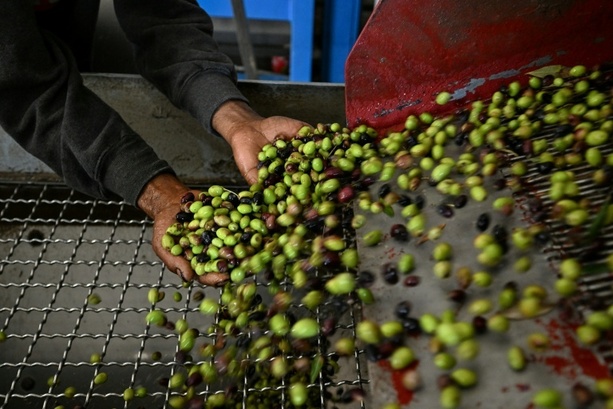 Bild vergr&ouml;&szlig;ern: EU-Prüfer kritisieren Lücken bei der Qualitätskontrolle von Olivenöl