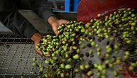 EU-Prüfer kritisieren Lücken bei der Qualitätskontrolle von Olivenöl