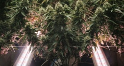 SPD kritisiert schärfere Regeln für medizinisches Cannabis