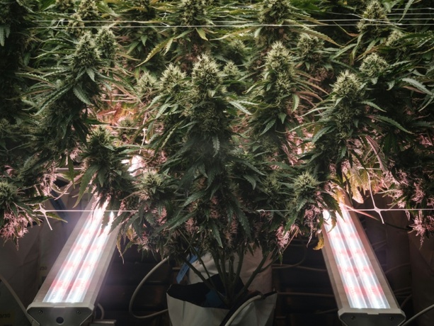 Bild vergr&ouml;&szlig;ern: SPD kritisiert schärfere Regeln für medizinisches Cannabis